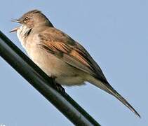 Common Whitethroat