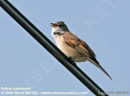 Common Whitethroat male adult breeding