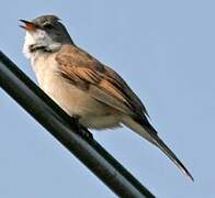 Common Whitethroat