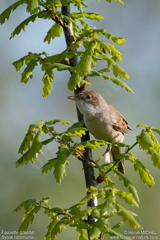 Common Whitethroat male adult breeding