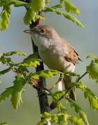 Common Whitethroat