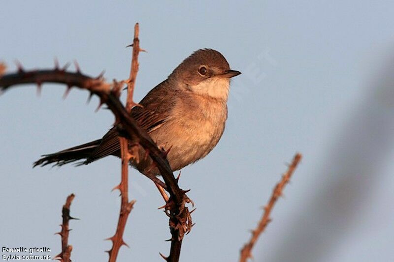 Common Whitethroat male adult breeding