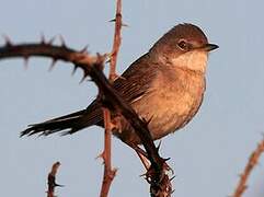 Common Whitethroat