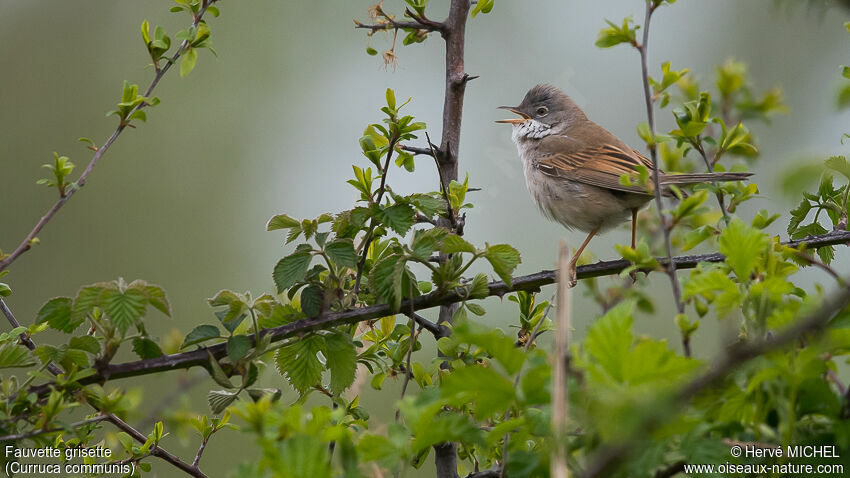 Common Whitethroat male adult breeding