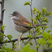 Common Whitethroat