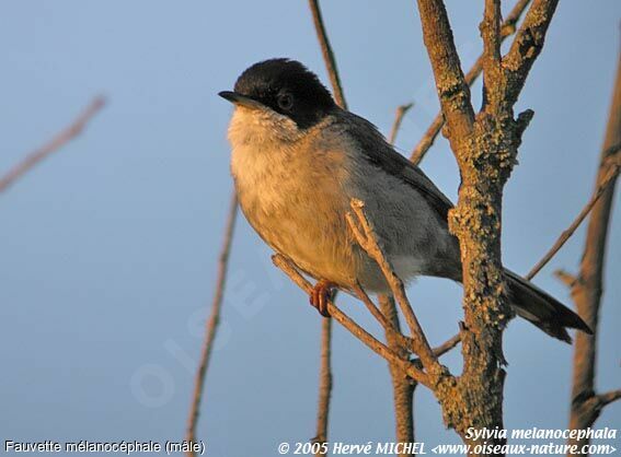 Sardinian Warbler