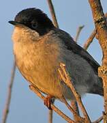 Sardinian Warbler