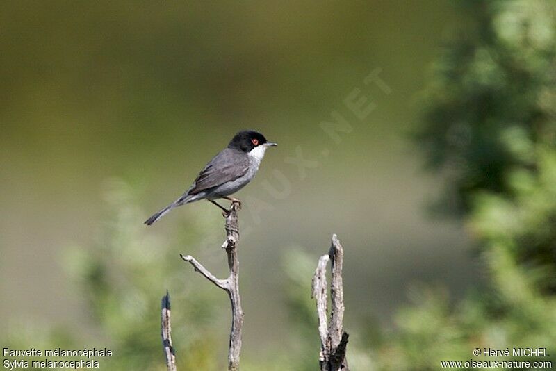 Sardinian Warbler male adult breeding, identification