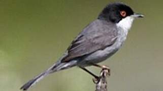 Sardinian Warbler