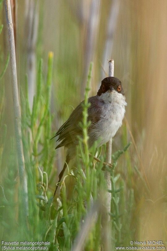 Sardinian Warbler male adult