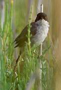 Sardinian Warbler