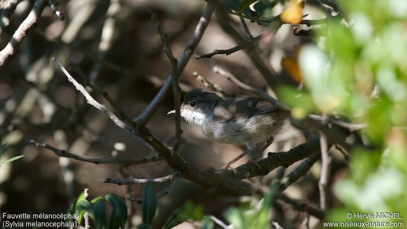 Sardinian Warbler female