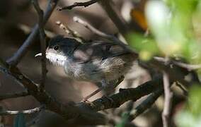 Sardinian Warbler