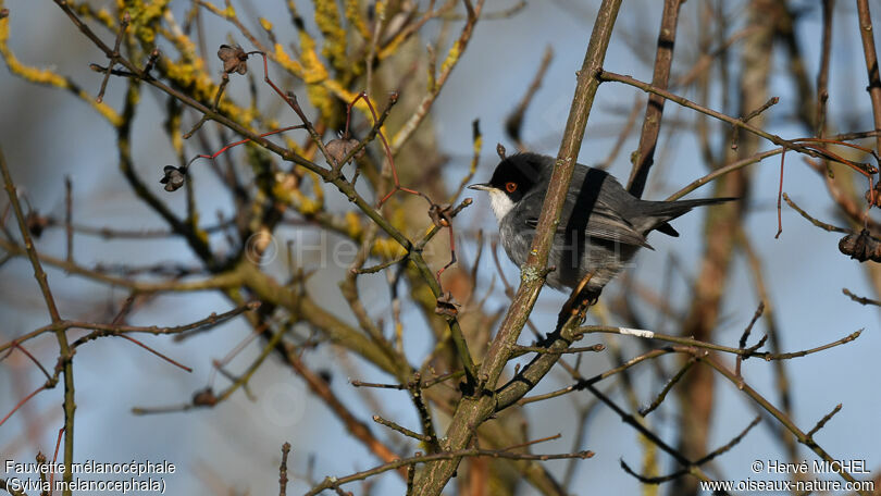 Sardinian Warbler male adult