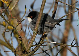 Sardinian Warbler