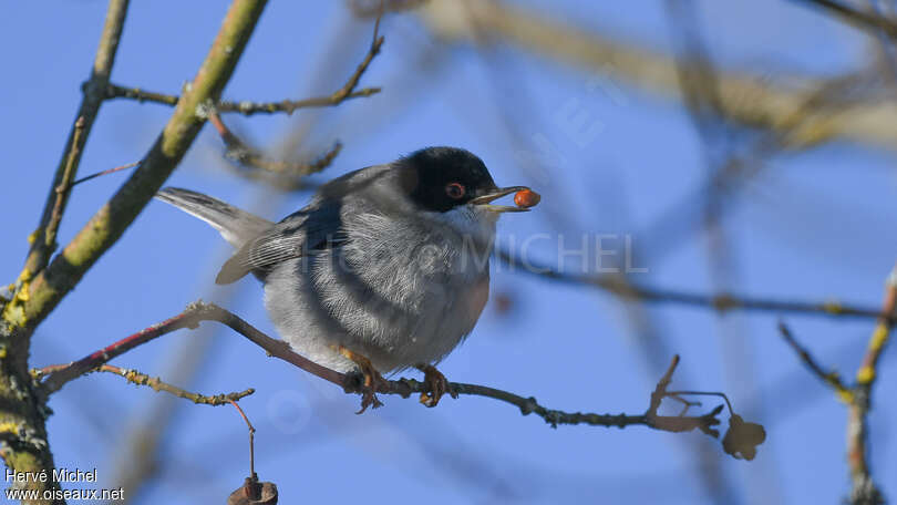 Sardinian Warbler male adult, feeding habits