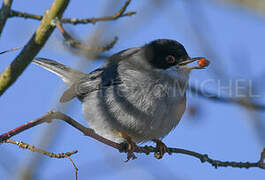 Sardinian Warbler