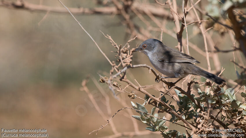 Sardinian Warbler female