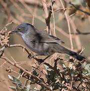 Sardinian Warbler