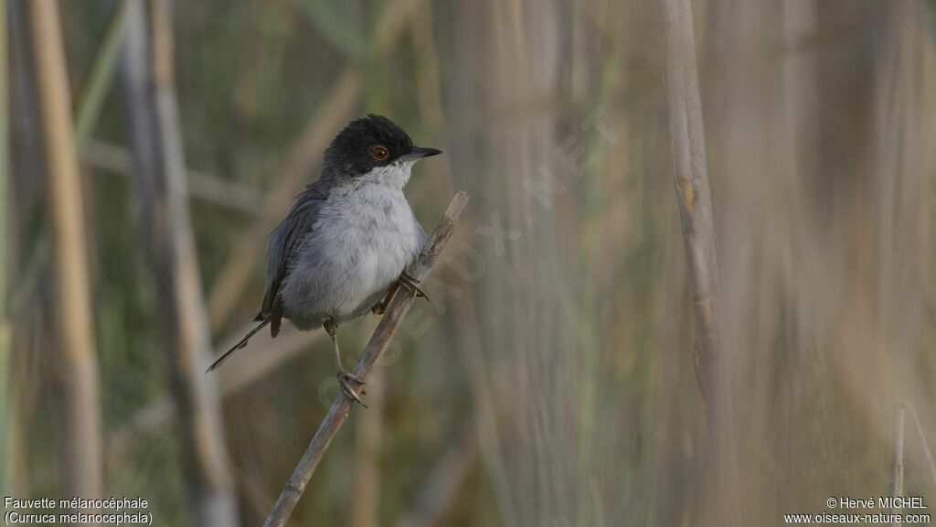 Sardinian Warbler