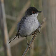 Sardinian Warbler