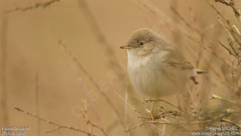 Asian Desert Warbler male adult breeding