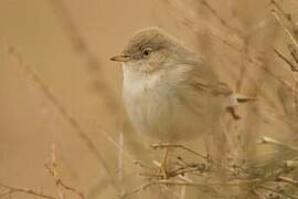 Asian Desert Warbler