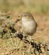 Asian Desert Warbler