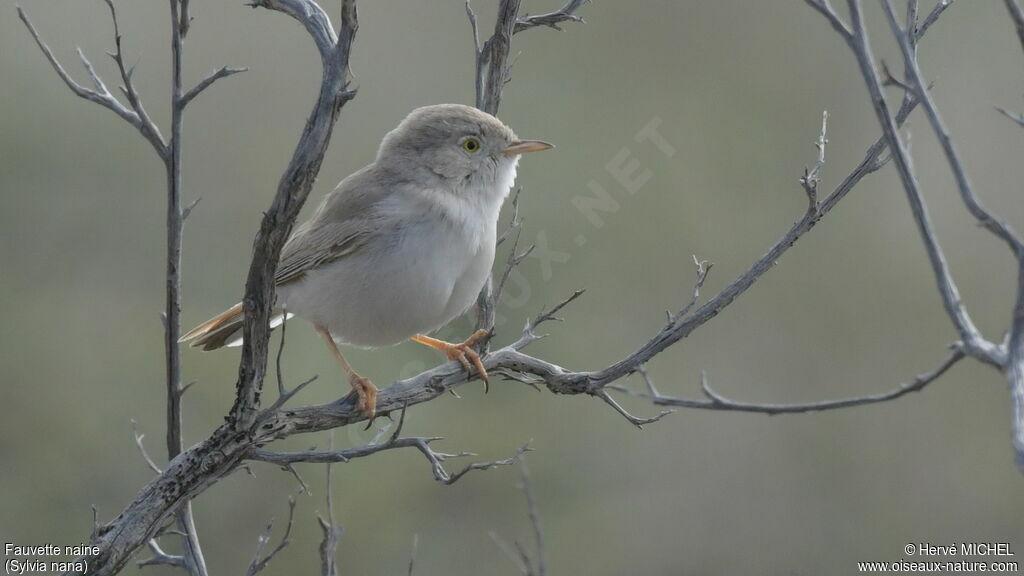 Asian Desert Warbler