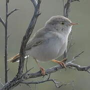 Asian Desert Warbler