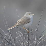 Asian Desert Warbler