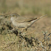 Asian Desert Warbler