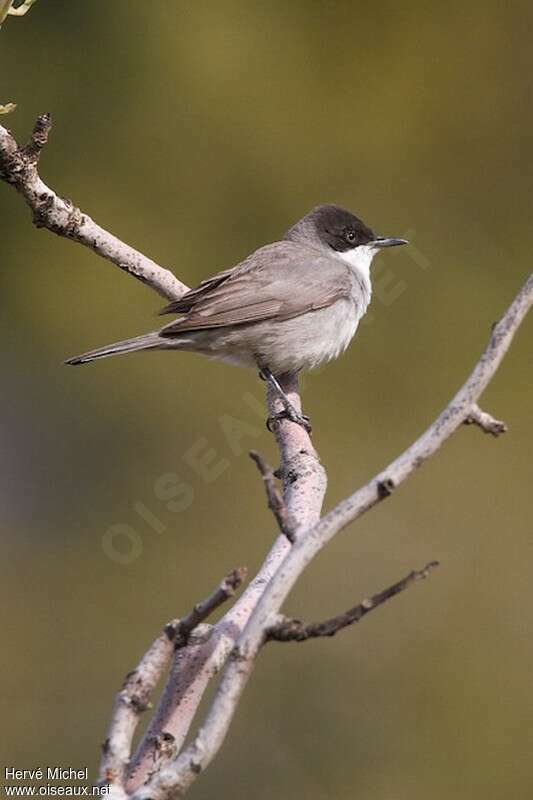 Eastern Orphean Warbler male adult breeding, identification