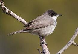 Eastern Orphean Warbler