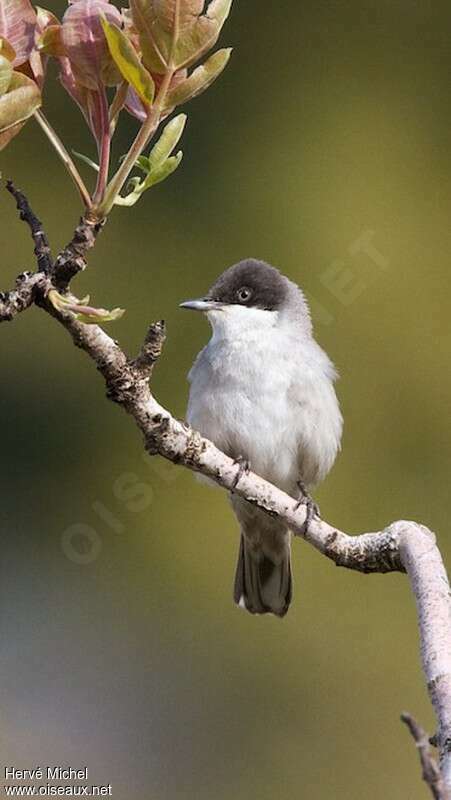 Eastern Orphean Warbler male adult breeding, close-up portrait