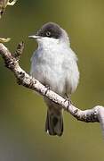 Eastern Orphean Warbler