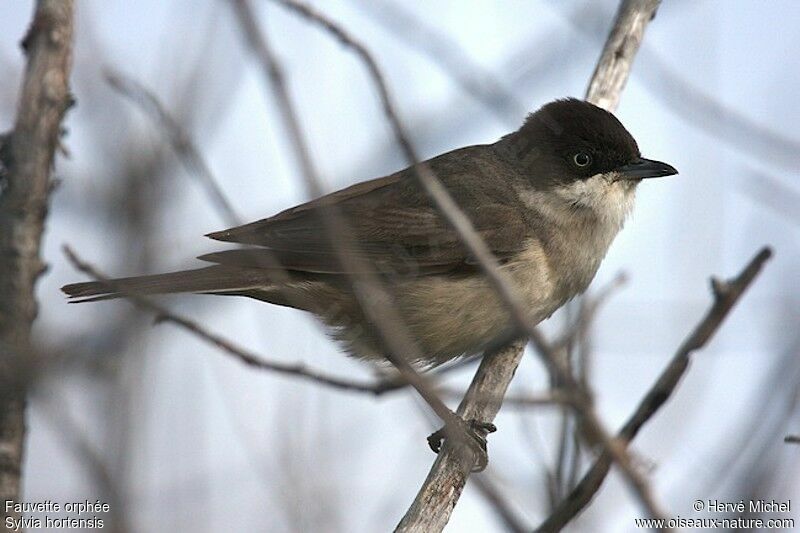 Western Orphean Warbler male adult breeding