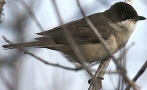 Western Orphean Warbler