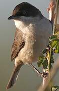 Western Orphean Warbler