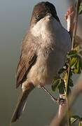 Western Orphean Warbler