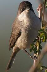 Fauvette orphée