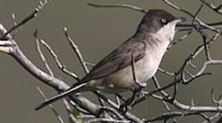 Western Orphean Warbler