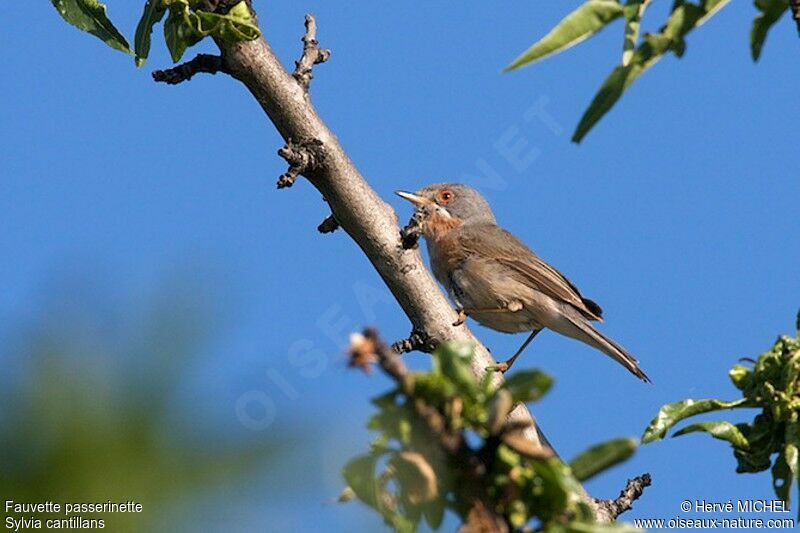 Fauvette passerinette mâle adulte nuptial, identification