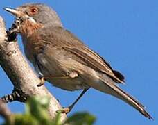 Western Subalpine Warbler