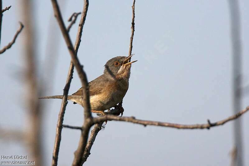 Subalpine Warbler male subadult, identification