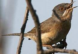 Western Subalpine Warbler