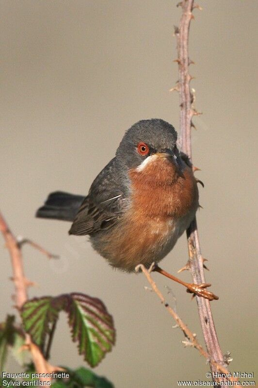 Subalpine Warbler male adult breeding