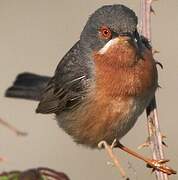 Subalpine Warbler