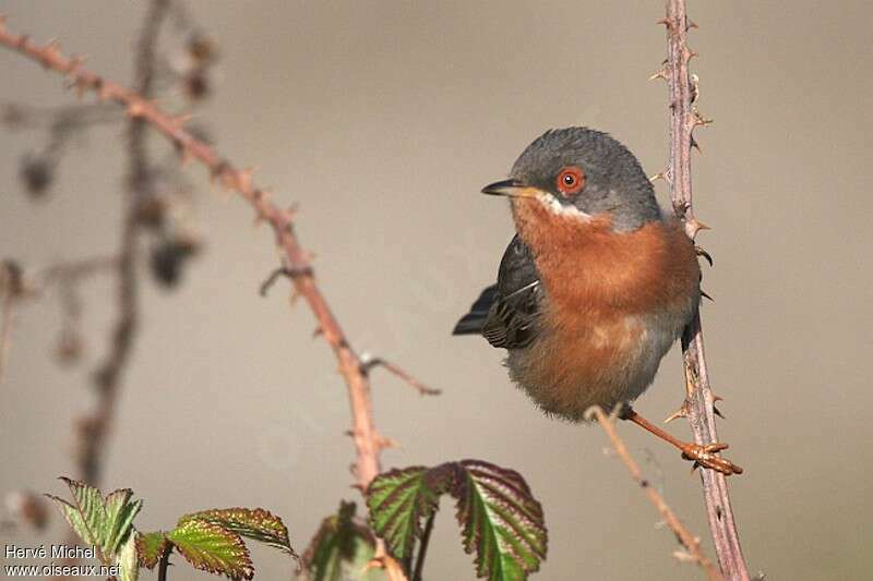 Fauvette passerinette mâle adulte nuptial, identification