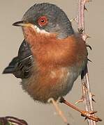 Subalpine Warbler